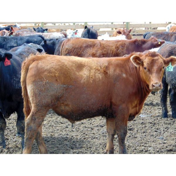 One Bar One Ranch Ltd. - 950# Steers - 50 Head (Gem, AB)