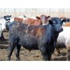 Image 2 : One Bar One Ranch Ltd. - 950# Steers - 50 Head (Gem, AB)
