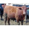 Image 5 : One Bar One Ranch Ltd. - 950# Steers - 50 Head (Gem, AB)