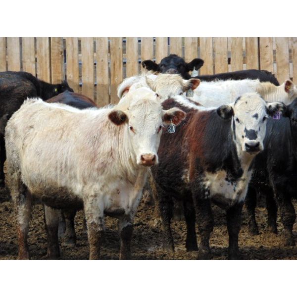 One Bar One Ranch Ltd. - 850# Steers - 50 Head (Gem, AB)