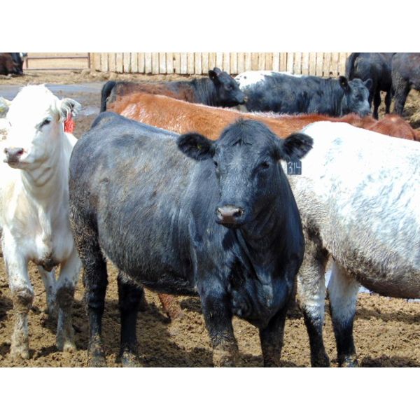 One Bar One Ranch Ltd. - 900# Heifers - 45 Head (Gem, AB)