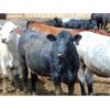 Image 1 : One Bar One Ranch Ltd. - 900# Heifers - 45 Head (Gem, AB)