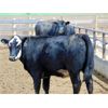 Image 2 : One Bar One Ranch Ltd. - 900# Heifers - 45 Head (Gem, AB)