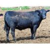 Image 3 : One Bar One Ranch Ltd. - 900# Heifers - 45 Head (Gem, AB)