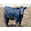 Image 5 : One Bar One Ranch Ltd. - 900# Heifers - 45 Head (Gem, AB)