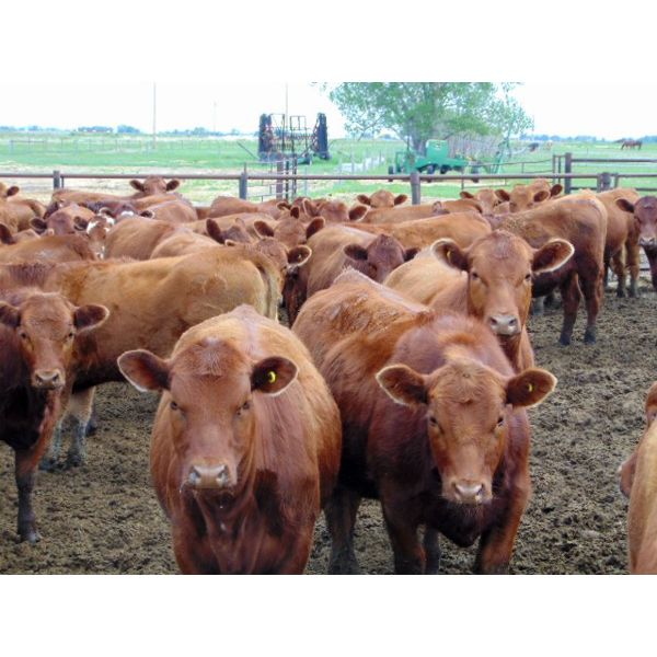 9X Enterprises - 820# Heifers - 124 Head (Millicent, AB)