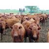 Image 1 : 9X Enterprises - 820# Heifers - 124 Head (Millicent, AB)