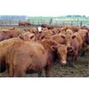 Image 3 : 9X Enterprises - 820# Heifers - 124 Head (Millicent, AB)