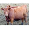 Image 5 : 9X Enterprises - 820# Heifers - 124 Head (Millicent, AB)