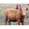 Image 7 : 9X Enterprises - 820# Heifers - 124 Head (Millicent, AB)