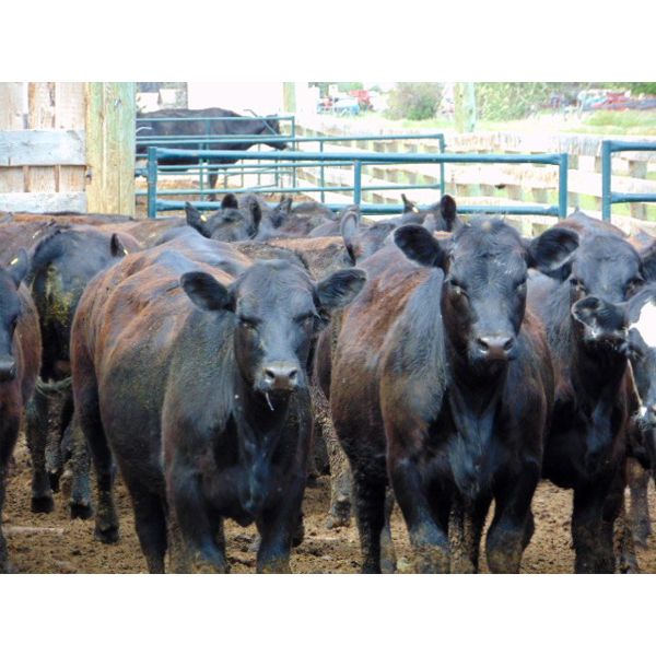 9X Enterprises - 800# Heifers - 80 Head (Millecent, AB)