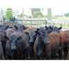 Image 2 : 9X Enterprises - 800# Heifers - 80 Head (Millecent, AB)