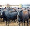 Image 3 : 9X Enterprises - 800# Heifers - 80 Head (Millecent, AB)
