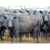Image 4 : 9X Enterprises - 800# Heifers - 80 Head (Millecent, AB)