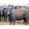 Image 5 : 9X Enterprises - 800# Heifers - 80 Head (Millecent, AB)