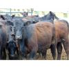 Image 7 : 9X Enterprises - 800# Heifers - 80 Head (Millecent, AB)