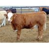 Image 5 : JG Larson Livestock (V-V) - 825# Steers - 76 Head (Jenner, AB)