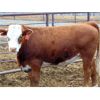 Image 7 : JG Larson Livestock (V-V) - 825# Steers - 76 Head (Jenner, AB)