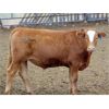 Image 9 : JG Larson Livestock (V-V) - 825# Steers - 76 Head (Jenner, AB)