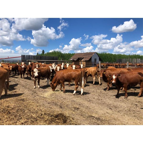 Splane Bros. - 820# Heifers - 70 Head (Boyle, AB)