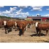 Image 2 : Splane Bros. - 820# Heifers - 70 Head (Boyle, AB)