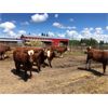 Image 3 : Splane Bros. - 820# Heifers - 70 Head (Boyle, AB)