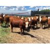 Image 4 : Splane Bros. - 820# Heifers - 70 Head (Boyle, AB)