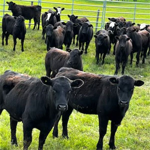 Raymond Farms - 875# Heifers - 70 Head (Cochrane, AB)