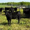 Image 5 : Raymond Farms - 875# Heifers - 70 Head (Cochrane, AB)