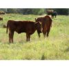 Image 4 : Seven O Ranches - 625# Steer Calves - 200 Head (Kamloops, BC)