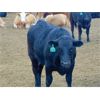 Image 4 : Coro View Farms - 1020# Steers - 300 Head (Scandia, AB)