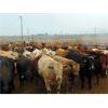 Image 5 : Coro View Farms - 1020# Steers - 300 Head (Scandia, AB)