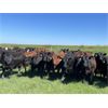 Image 2 : Hines Ranching Co. Ltd. - 1025# Heifers - 60 Head (Marwayne, AB)