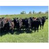 Image 3 : Hines Ranching Co. Ltd. - 1025# Heifers - 60 Head (Marwayne, AB)