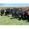 Image 4 : Hines Ranching Co. Ltd. - 1025# Heifers - 60 Head (Marwayne, AB)