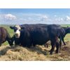 Image 5 : David Sammons - 8 Black/BBF Pairs (Gleichen, AB)