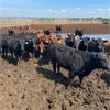 Image 2 : Rattlesnake Feeders - 750# Heifers - 115 Head (Medicine Hat, AB)