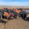 Image 4 : Rattlesnake Feeders - 750# Heifers - 115 Head (Medicine Hat, AB)