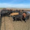 Image 5 : Rattlesnake Feeders - 750# Heifers - 115 Head (Medicine Hat, AB)