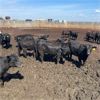 Image 1 : Rattlesnake Feeders - 780# Heifers - 81 Head (Medicine Hat, AB)