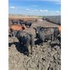 Image 3 : Rattlesnake Feeders - 780# Heifers - 81 Head (Medicine Hat, AB)