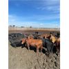 Image 5 : Rattlesnake Feeders - 780# Heifers - 81 Head (Medicine Hat, AB)