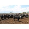 Image 2 : GSI Customer - 935# Heifers - 99 Head (Nobleford, AB)
