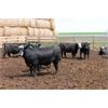 Image 5 : GSI Customer - 935# Heifers - 99 Head (Nobleford, AB)