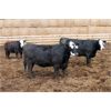 Image 7 : GSI Customer - 935# Heifers - 99 Head (Nobleford, AB)