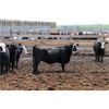Image 8 : GSI Customer - 935# Heifers - 99 Head (Nobleford, AB)