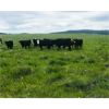 Image 2 : 1231331 BC Ltd. - 850# Heifers - 73 Head (Quilchena, BC)