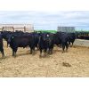 Image 3 : Bench Farming Co - 980# Bulls - 26 Head (Shaunavon, SK)
