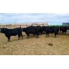 Image 5 : Bench Farming Co - 980# Bulls - 26 Head (Shaunavon, SK)