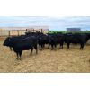 Image 6 : Bench Farming Co - 980# Bulls - 26 Head (Shaunavon, SK)